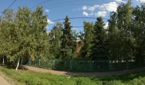 Фотография Подсолнух 3
