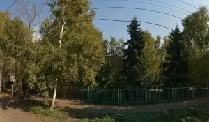 Фотография Подсолнух 0